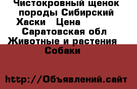 Чистокровный щенок породы Сибирский Хаски › Цена ­ 7 000 - Саратовская обл. Животные и растения » Собаки   